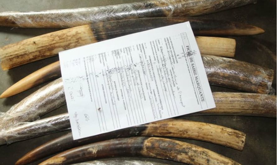 Lazarus Odenge: MUNUSCA soldiers accused of illegal ivory trafficking in CAR