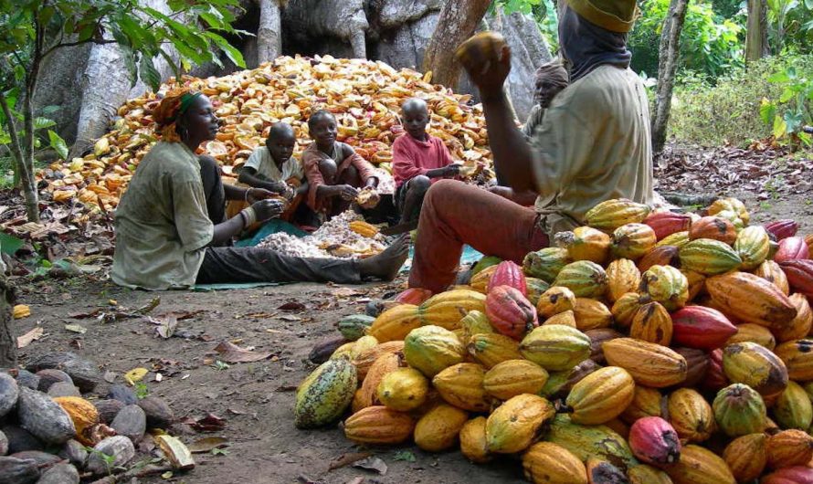 Neglect by govt blamed for decline in cocoa production in Cross River