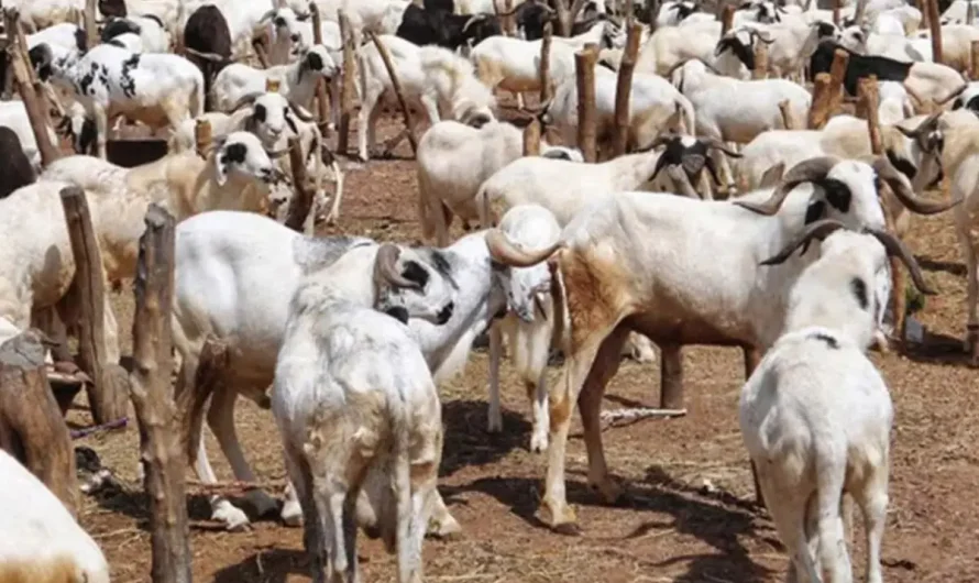 Sallah: Ram sellers count their losses in Kaduna