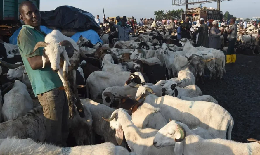Sallah: Ram sellers cry out over low patronage in Zamfara